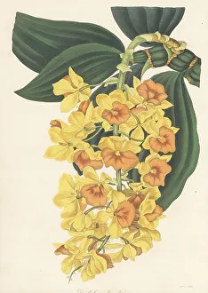 Dense-flowered dendrobium, Dendrobium densiflorum