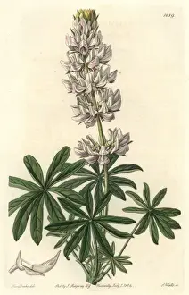 Dense Prints: Dense-flowered lupin, Lupinus densiflorus