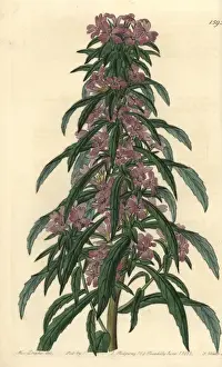 Denseflower willowherb, Boisduvalia densiflora