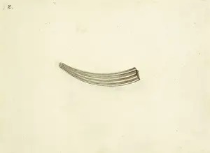 Dentalium elephatinum