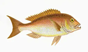 Sparus Prints: Dentex dentex, or Common Dentex