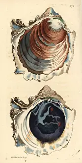 Shaw Prints: Denticulate rock oyster, Striostrea denticulata