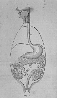 Anatomic Gallery: Depiction of the human digestive system. Engraving