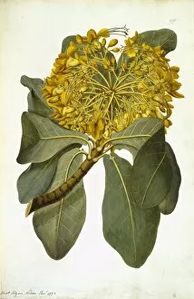 Lamiales Gallery: Deplanchea tetraphylla, golden bouquet tree