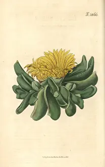 Mesembryanthemum Prints: Depressed tongue fig-marigold, Mesembryanthemum depressum