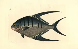 Thenaturalistsmiscellany Prints: Derbio or pompano fish, Trachinotus ovatus