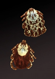 Acarina Gallery: Dermacentor andersoni, Rocky Mountain wood tick