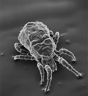 Microscope Image Collection: Dermanyssus gallinae, red or poultry mite