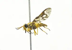 True Fly Prints: Dermatobia hominis