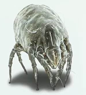 Microscope Image Gallery: Dermatophagoides pteronyssius, dust mite