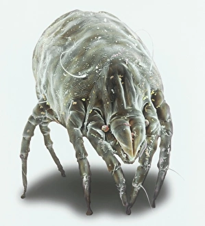 Acarina Gallery: Dermatophagoides pteronyssius, dust mite