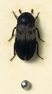 Larder Prints: Dermestes lardarius, larder beetle