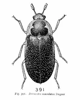 Dermestes maculatus Degeer, hide beetle