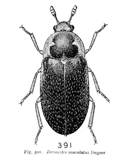 Hide Prints: Dermestes maculatus Degeer, hide beetle