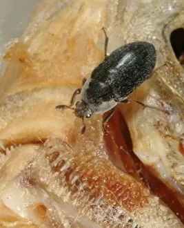 Dermestes maculatus, flesh-eating beetle