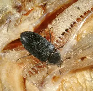 Dermestes maculatus, flesh-eating beetle