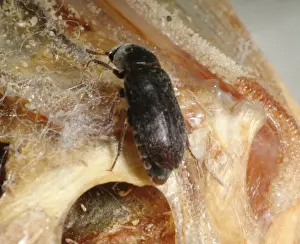 Dermestes maculatus, flesh-eating beetle