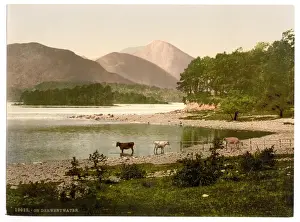 On Derwentwater, cattle study, Lake District, England