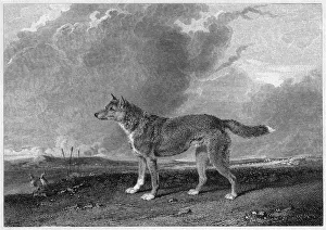 Images Dated 13th October 2007: DINGO