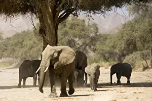 Africana Gallery: Desert Elephants - Family fInding shade