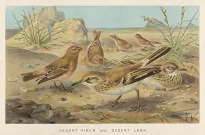 Lark Prints: Desert Finch and Lark