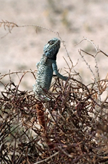 Abu Dhabi Gallery: Desert lizard, Abu Dhabi