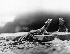 Lizards Prints: Desert Lizards