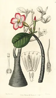 Lily Gallery: Desert rose, Adenium obesum