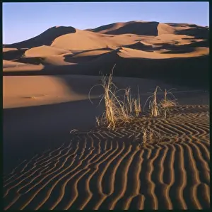Desert Scenery / Morocco