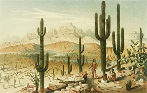 Cactus Prints: DESERT SCENERY/UTAH/USA