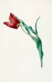 Images Dated 12th November 2013: Design for Sketches -- a single tulip