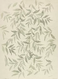 Charcoal Gallery: Design for Wallpaper with grey leaves