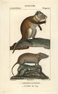 Bush Prints: Desmarests hutia, Capromys pilorides