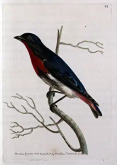 Twig Prints: Desmaretian Manakin perched on a twig