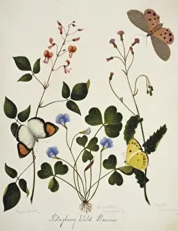 Desmodium and wild flowers