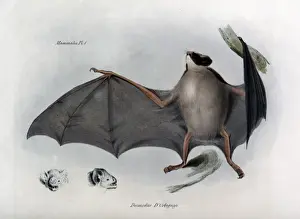 1839 Prints: Desmodus D Orbignyi