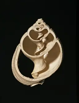 Whorl Prints: Desmoulia conglobata, gastropod
