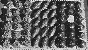 Dessert Macaroons and Tea Breads