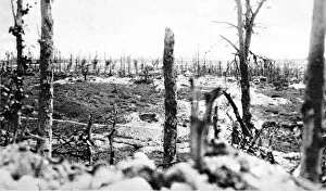 Images Dated 1st November 2004: The destroyed wood of Thiepval, France