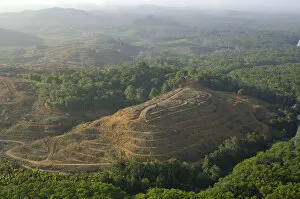 Aerials Gallery: Destruction of rainforest: preparation for oil-palm