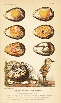 Chick Prints: Development of a bird, European golden plover
