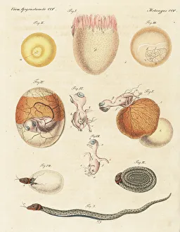 Carl Bertuch Prints: Development of oviparous birds and animals