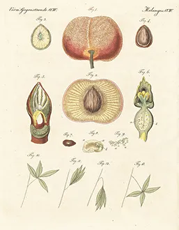 Carl Bertuch Prints: Development, propagation and movement in plants