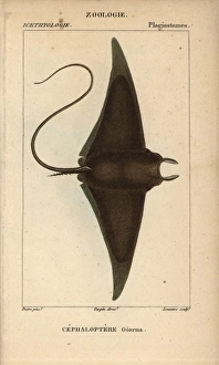 Jussieu Gallery: Devil fish or giant devil ray, Mobula mobular