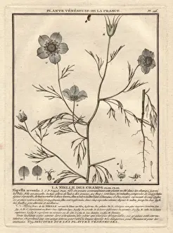 Bulliard Prints: Devil-in-a-bush or love in a mist, Nigella arvensis