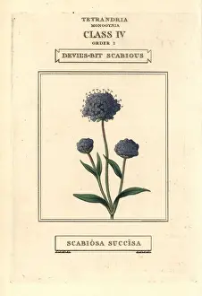 Scabious Prints: Devils bit scabious, Succisa pratensis