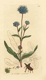 Devils bit scabious, Succisa pratensis