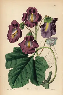 Drake Gallery: Devils claw, Proboscidea fragrans