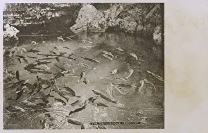 Attraction Prints: The Devils Hole, Bermuda