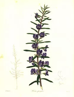 Pins Gallery: Devils pins or pungent hovea, Hovea pungens